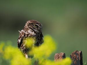 Steinkauz auf altem Holzzaun zwischen gelbem Raps mit dem Wind in den Federn
