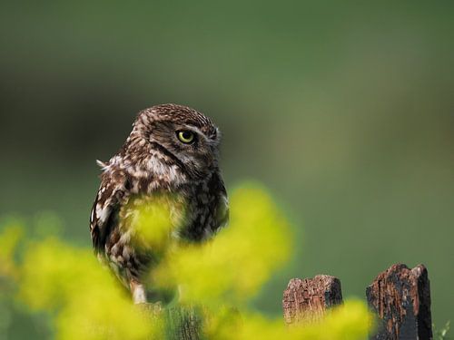 Steenuiltje op oud houten hek tussen de gele koolzaad met de wind tussen de veren