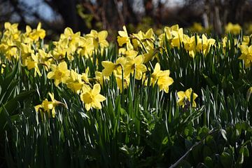 De eerste narcissen in het voorjaar van Claude Laprise