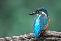 IJsvogel