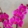 Orchidee van Jaap Mulder
