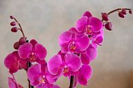 Orchidee van Jaap Mulder thumbnail