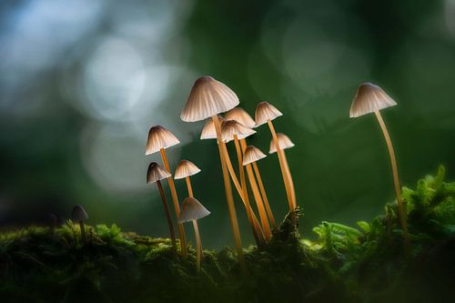 Mycena's