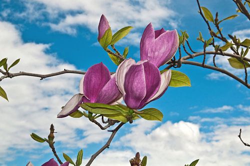 Dreamlike magnolias in front of the cloudy sky