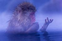 Les singes des neiges japonais