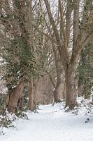 Eiken in  de sneeuw