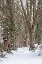Eiken in  de sneeuw van Hans Monasso thumbnail
