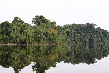 Rivier in het Amazonia regenwoud van Suriname (2) van rene marcel originals