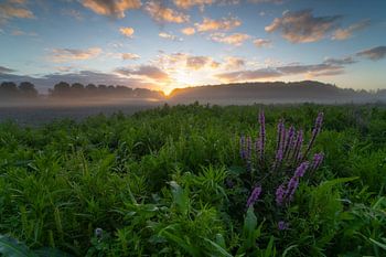Broekpolder Vlaardingen