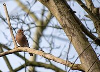 Vink in de zon