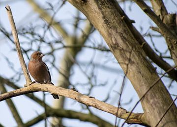 Vink in de zon von Roland van Tilborg