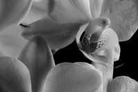 Binnnen in een orchide