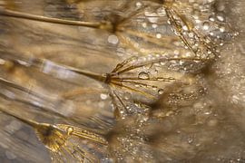 Golden fluff with droplets sparkling in the light by Marjolijn van den Berg