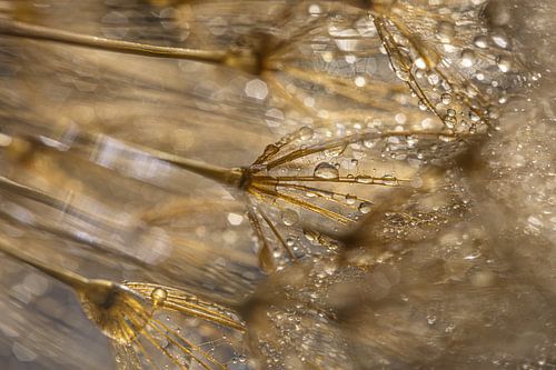 Golden fluff with droplets sparkling in the light by Marjolijn van den Berg
