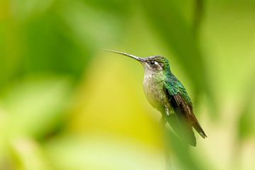 Talamanca hummingbird by Eveline Dekkers