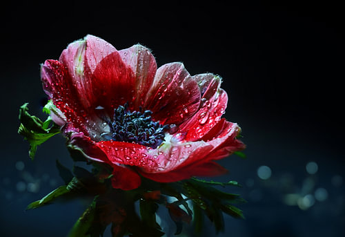 Rote Anemonenblüte mit Wassertropfen, dunkler Hintergrund