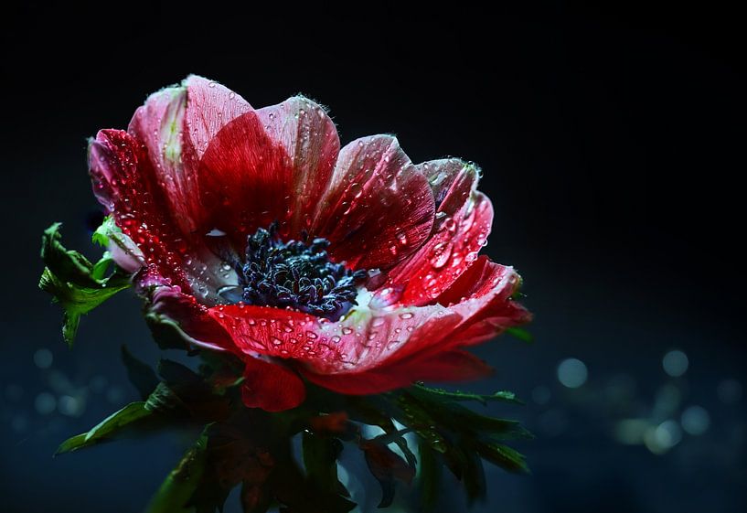 Red anemone flower with water drops, dark background by Maren Winter