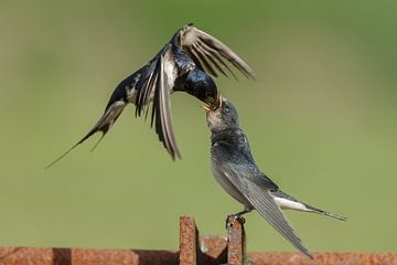 Barn swallow feeds young swallow