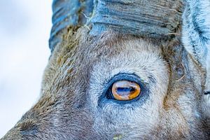 Steinbock-Auge extrem nahaufnahme