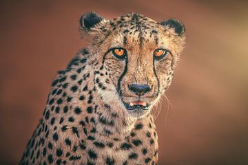 Namibië cheetah portret in het avondlicht van Jean Claude Castor