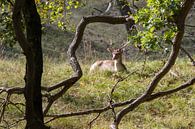young fallow deer in Holland  van ChrisWillemsen thumbnail