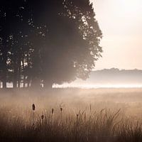 Sunlit bulrush at dawn [square]