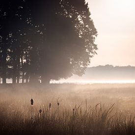 Sunlit bulrush at dawn [square] by Affect Fotografie