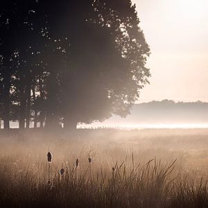 Sonnenbeschienener Rohrkolben in der Morgendämmerung [Quadrat]