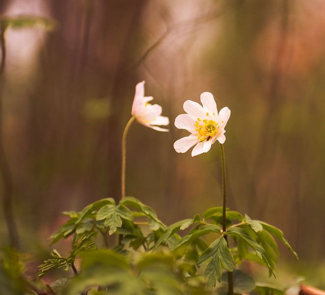 The beautiful wood anemones. by Robby's fotografie