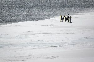Keizerspinguins op ijschot in McMurdosound