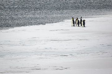 Keizerspinguins op ijschot in McMurdosound van Family Everywhere