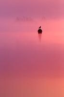 Empty Spaces - Seagull with Sunrise