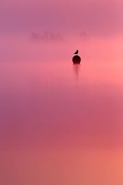 Empty Spaces - Seagull with Sunrise by Roeselien Raimond