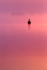 Empty Spaces - Möwe mit Sonnenaufgang