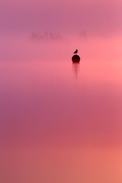 Empty Spaces - Seagull with Sunrise by Roeselien Raimond