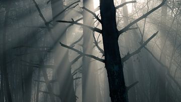 Licht in het duister
