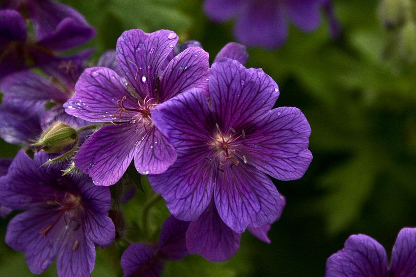 Mooie paarse  bloem in de regen by foto-fantasie foto-fantasie