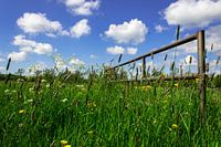 Ciel bleu, herbe verte