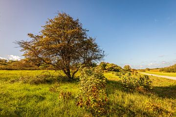 Dunes de Goeree, Goedereede sur Ruud Morijn