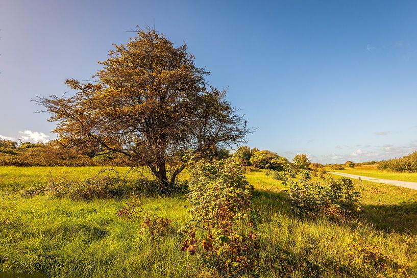 Dunes of Goeree, Goedereede by Ruud Morijn