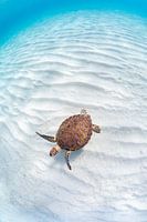 Green sea turtle