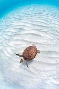 Groene zee schildpad van DesignedByJoost
