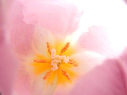 tulipe rose