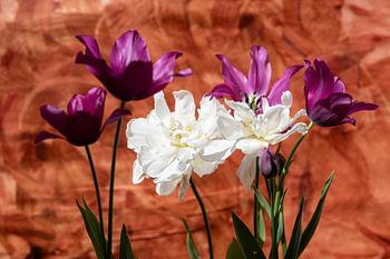 Tulpen-Display für warmen Hintergrund