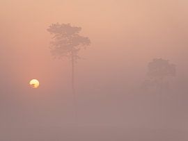 Sunrise with fog at the Hatertse vennen by Femke Straten