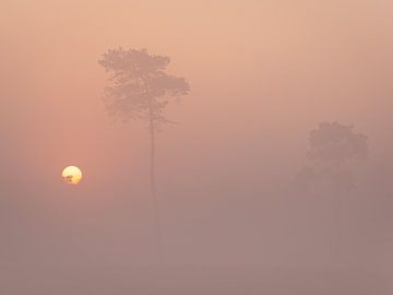 Sonnenaufgang mit Nebel am Hatertse-Vennen von Femke Straten