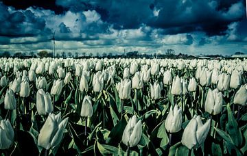 witte tulpen van peterheinspictures