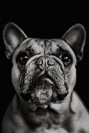 French Bulldog Lilly by Lotje van der Bie Fotografie