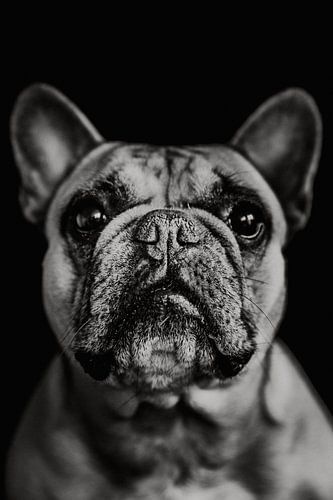Französische Bulldogge Lilly