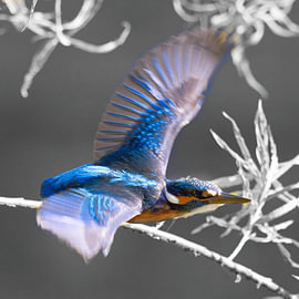 IJsvogel in vlucht